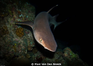 dark enconters by Marc Van Den Broeck 